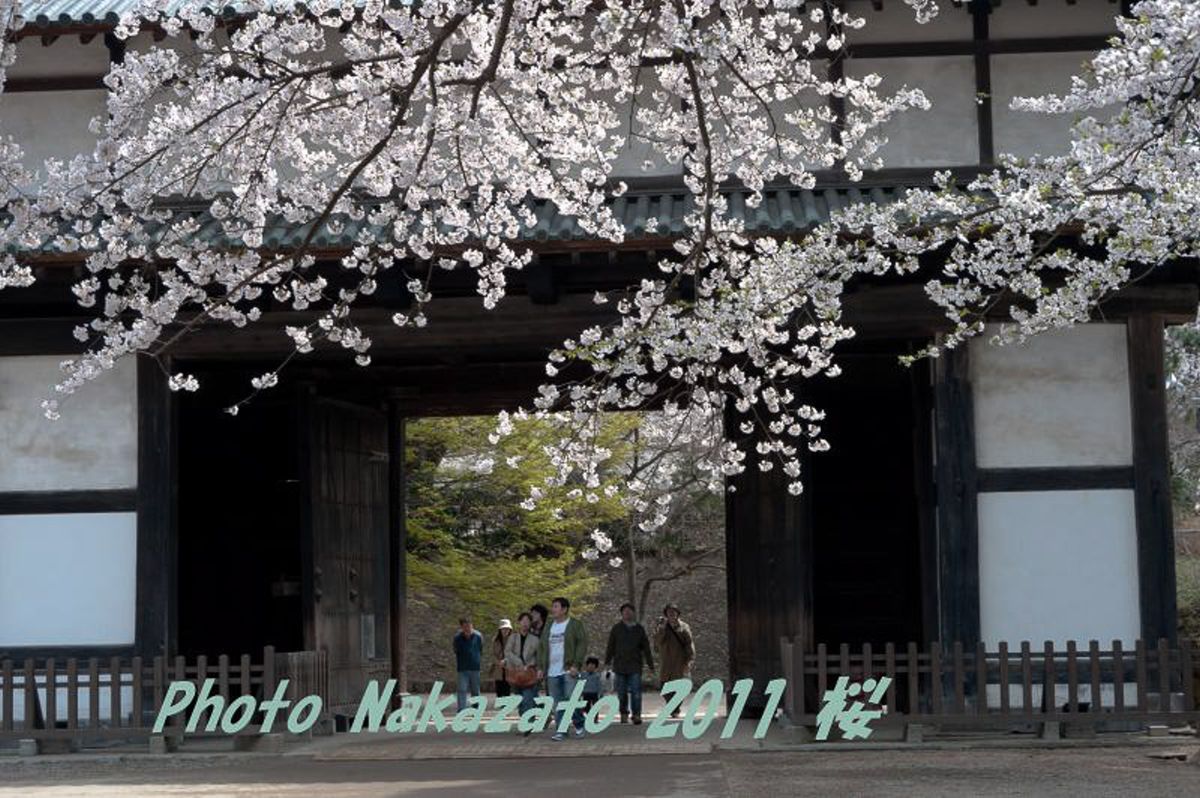 弘前城の桜